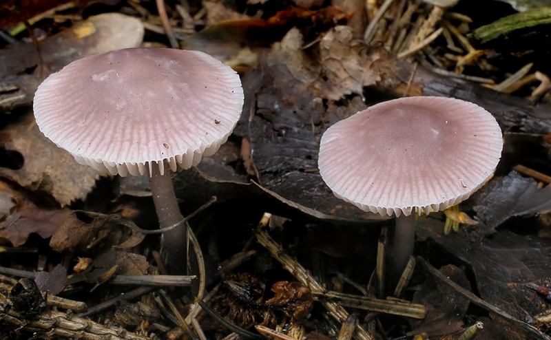 Mycena pura